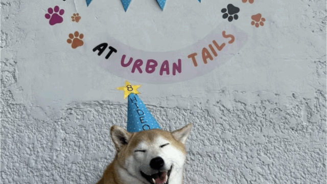 Urban Tails Pet Resort_2