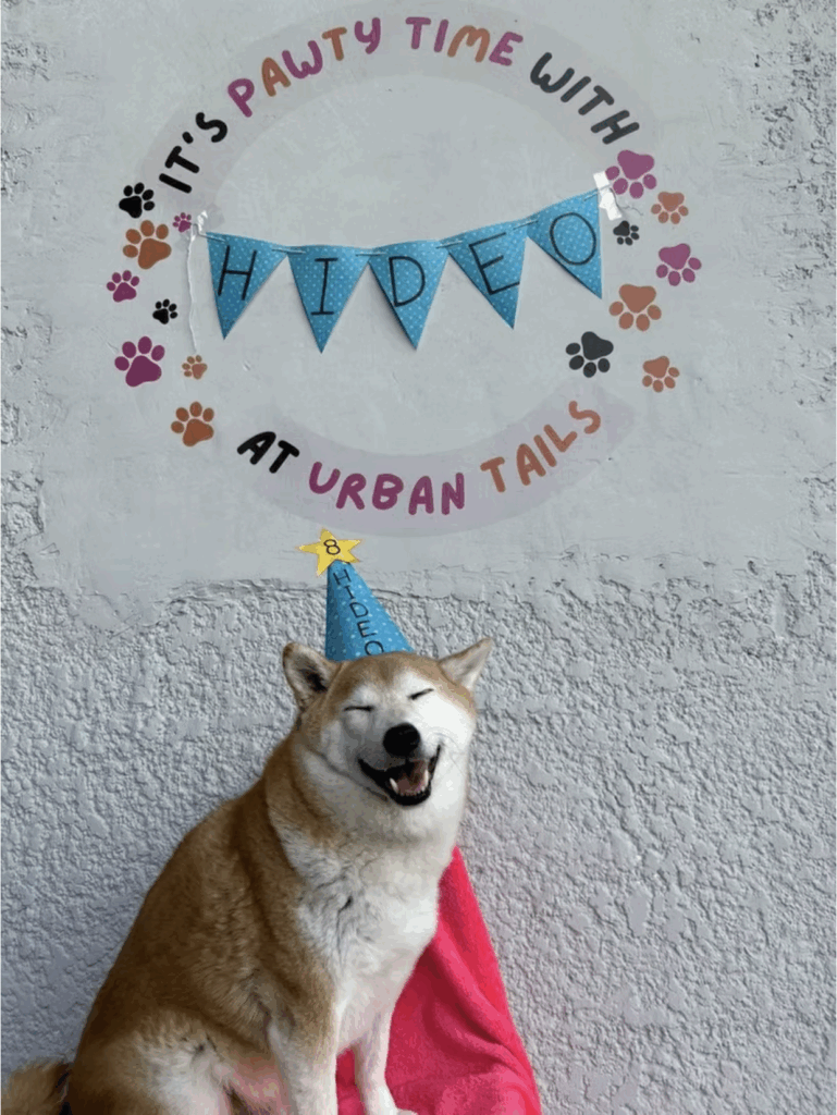 Urban Tails Pet Resort_2