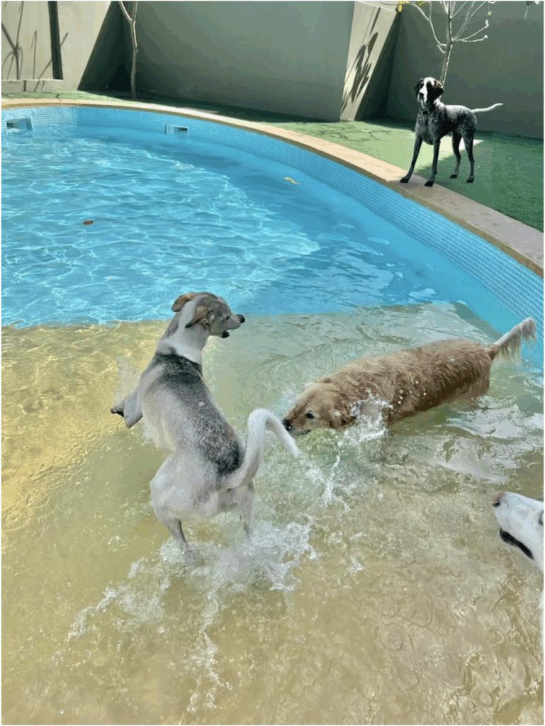Urban Tails Pet Resort_3