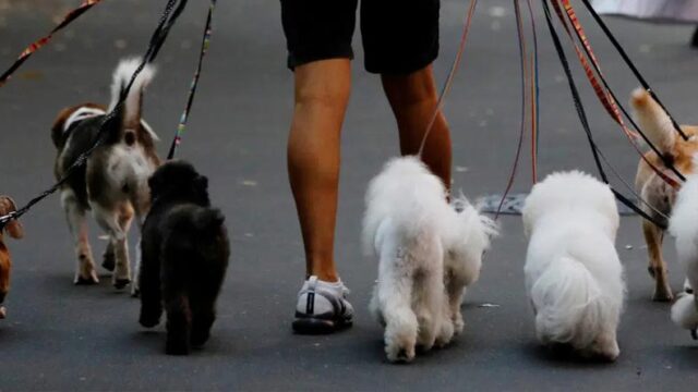 Happy Walk Pet Care 3