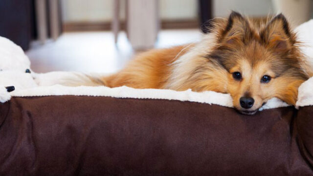 Happy Walk Pet Care 5