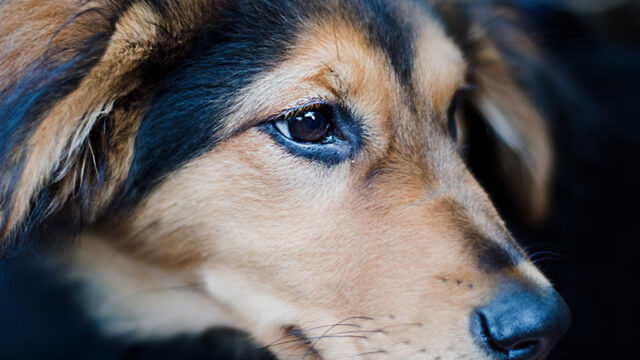 PawPals 1
