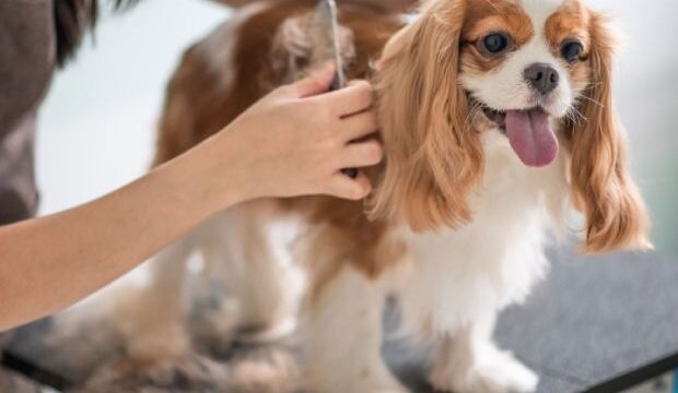 Pets in the city 5