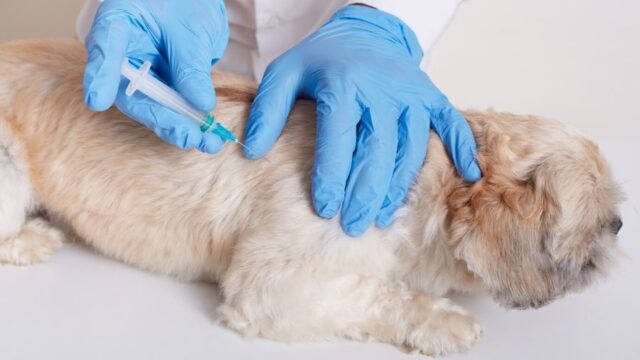 Vetcare 2