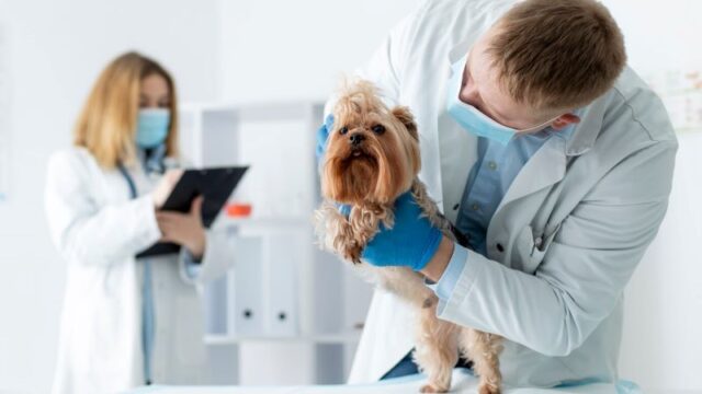 Vetcare 4